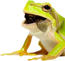 frog-with-fly.png